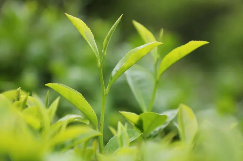 “一芽一葉”高端茶葉能否實現機器人采摘？這家龍頭茶企來深拓智能考察交流